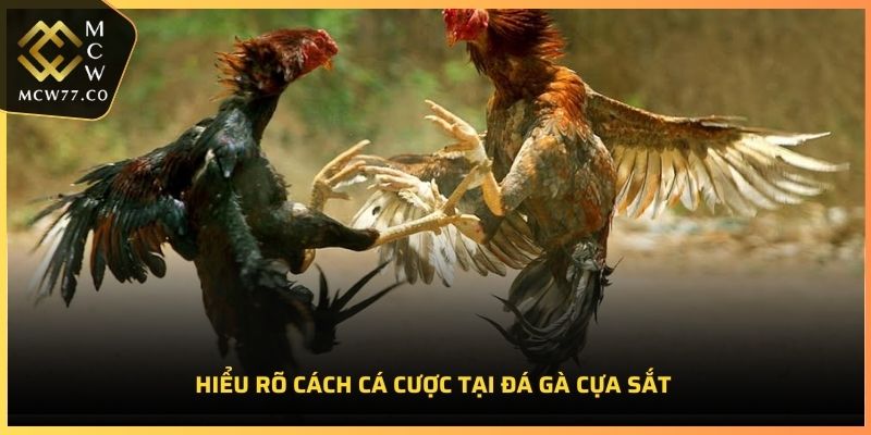 Hiểu rõ cách cá cược tại đá gà cựa sắt