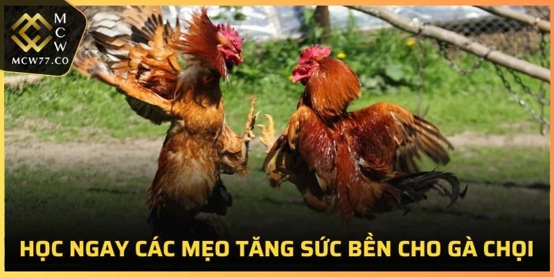 Mẹo Tăng Sức Bền Cho Gà Chọi