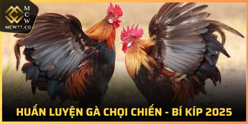 Huấn Luyện Gà Chọi Chiến