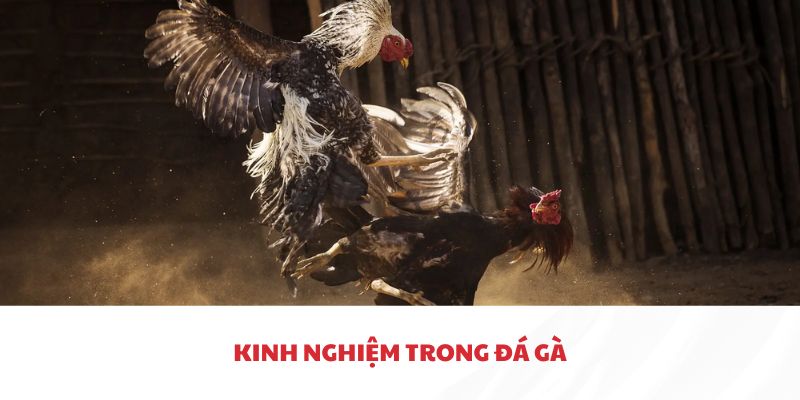 Kinh nghiệm bất bại