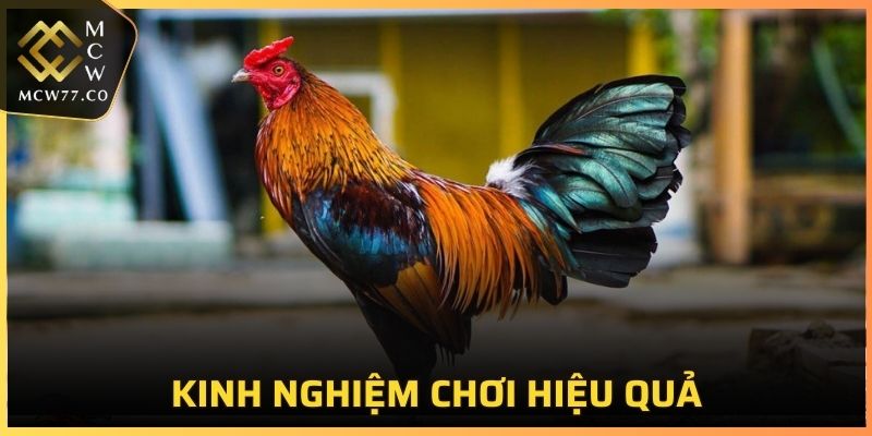 Kinh nghiệm chơi hiệu quả