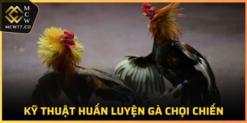 Kỹ thuật huấn luyện gà chọi chiến