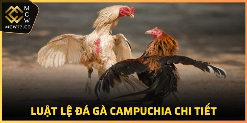 Luật lệ của bộ môn đá gà Campuchia chi tiết