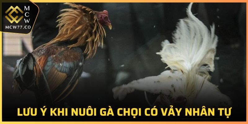 Lưu ý khi nuôi gà chọi có vảy nhân tự