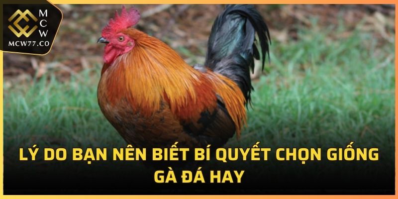 Lý do bạn nên biết bí quyết chọn giống gà đá hay