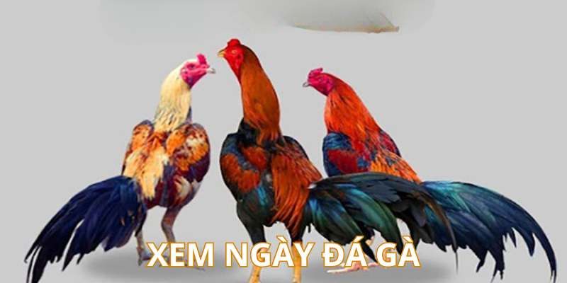 Lý do cần xem ngày đá gà