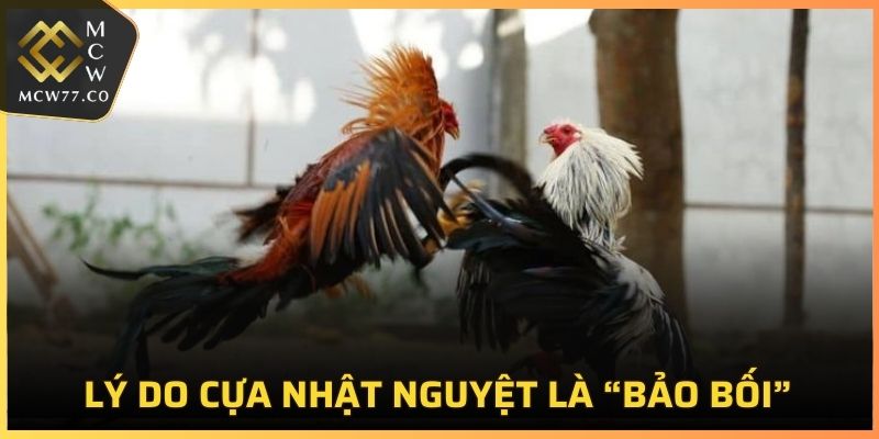 Lý do cựa Nhật Nguyệt là “bảo bối”