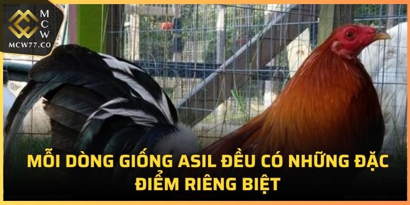 Mỗi dòng giống Asil đều có những đặc điểm riêng biệt