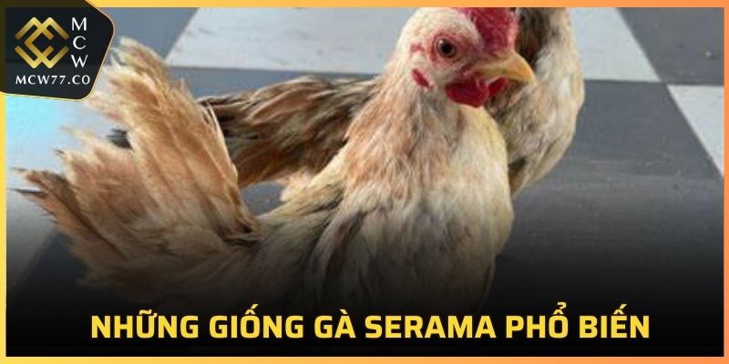 Một số giống kê Serama phổ biến