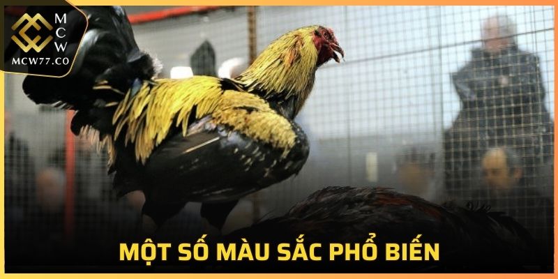 Một số màu sắc phổ biến