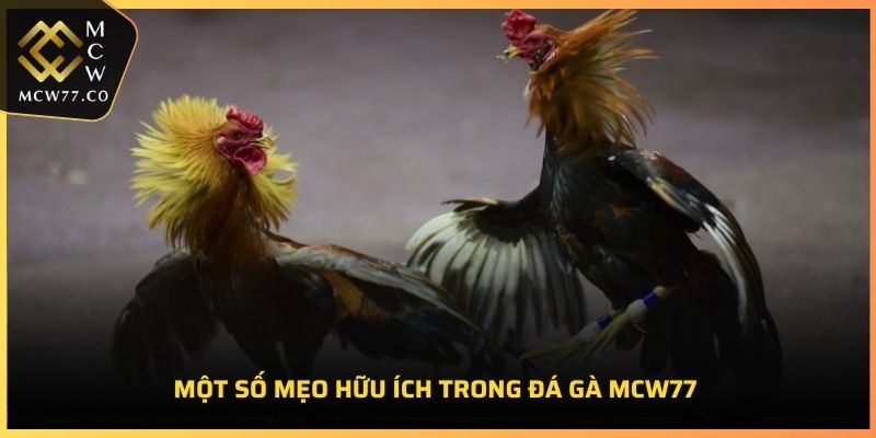 Một số mẹo hữu ích trong đá gà MCW77