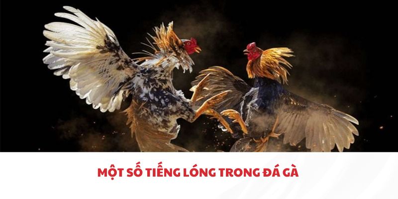 Một số tiếng lóng cơ bản