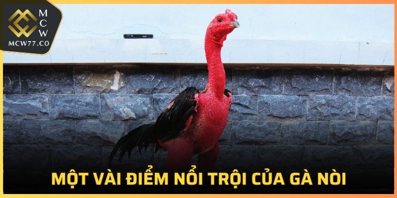 Một vài điểm nổi trội của chú kê này