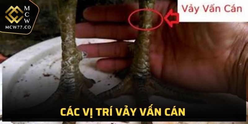 Nhận biết các vị trí vảy gà vấn cán