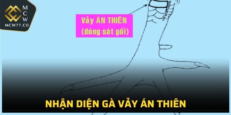 Nhận diện bằng hình dáng và vị trí của vảy gà