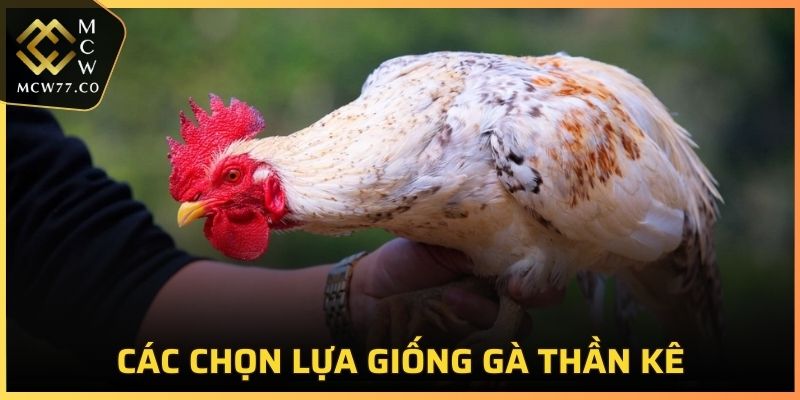 Những cách chọn giống gà thần kê