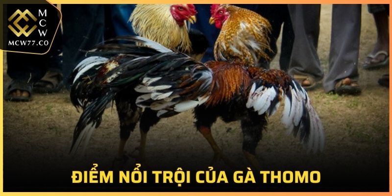 Những điểm nổi trội của gà Thomo