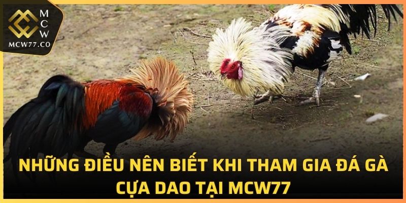 Những điều nên biết khi tham gia đá gà cựa dao tại MCW77