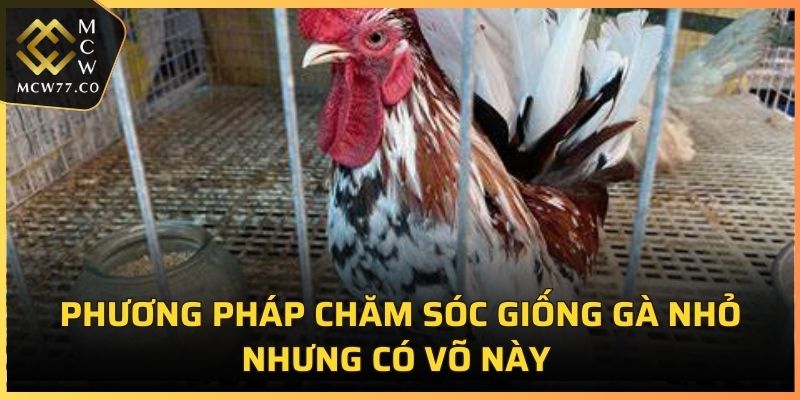 Phương pháp chăm sóc giống gà nhỏ nhưng có võ này