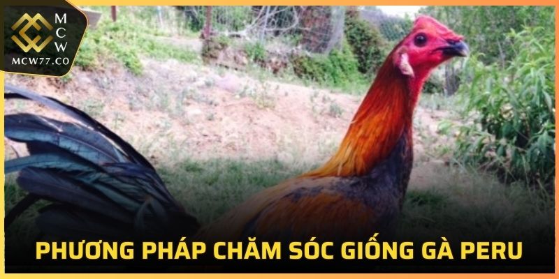 Phương pháp chăm sóc giống gà Peru