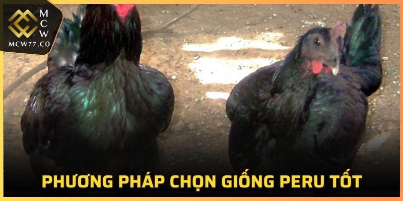 Phương pháp lựa chọn giống Peru tốt