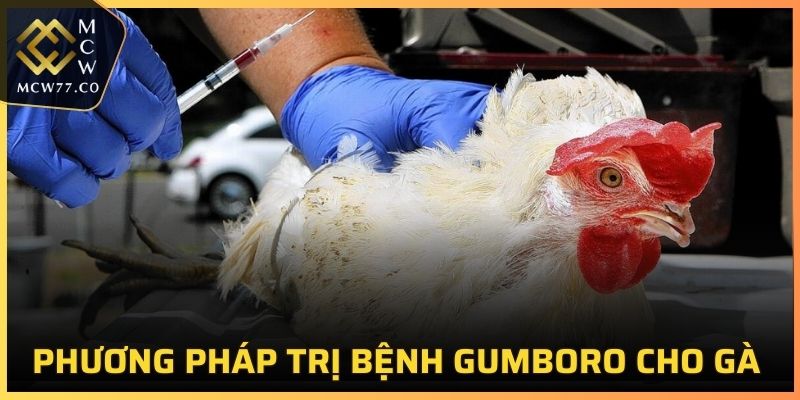 Phương pháp trị bệnh Gumboro cho gà hiệu quả