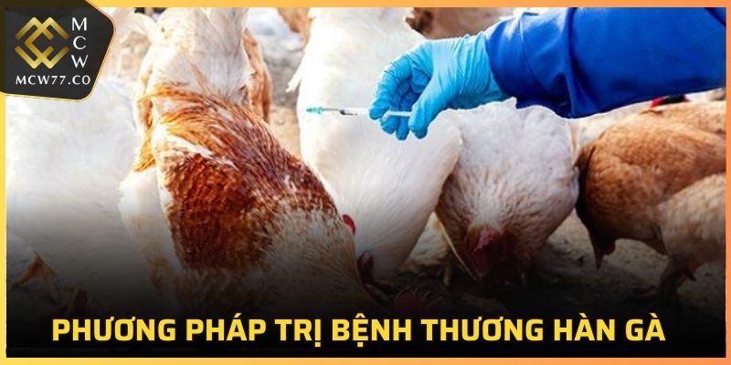 Phương pháp trị bệnh Salmonella gà hiệu quả