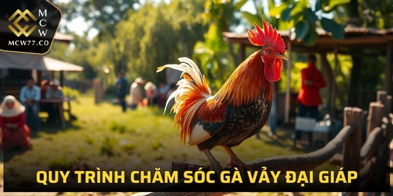 Quy trình chăm sóc gà vảy đại giáp