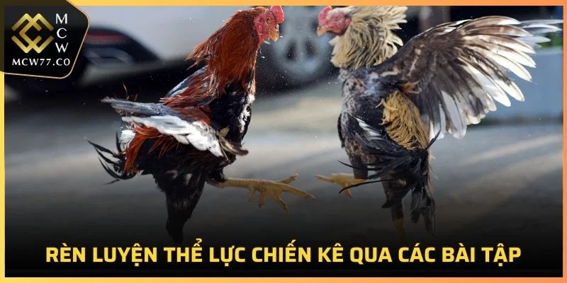 Rèn luyện thể lực qua các bài tập cũng là một mẹo tăng sức bền cho gà chọi