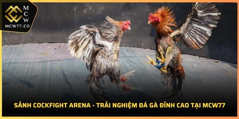 Sảnh Cockfight Arena