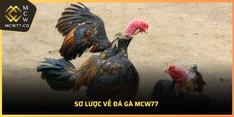 Sơ lược về đá gà MCW77