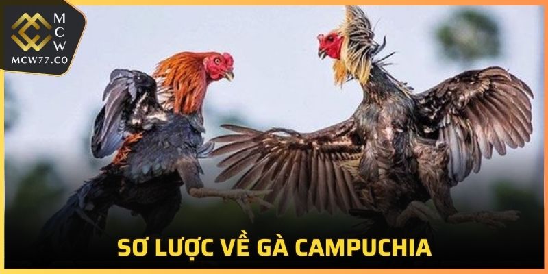 Sơ lược về gà Campuchia