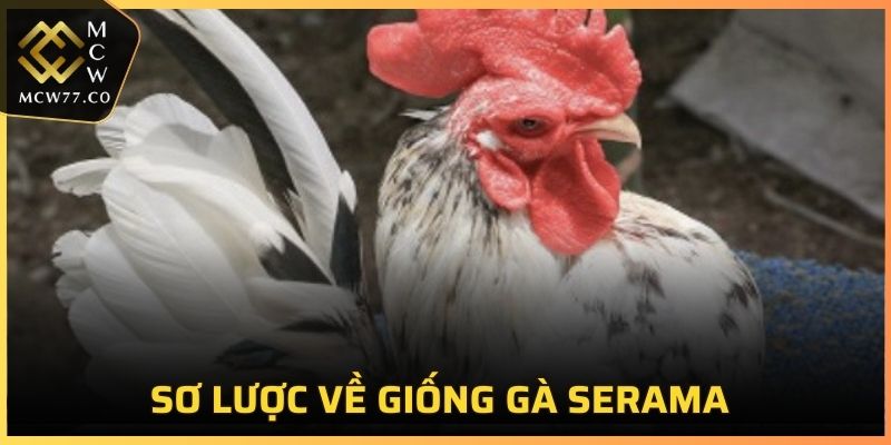 Sơ lược về giống gà Serama