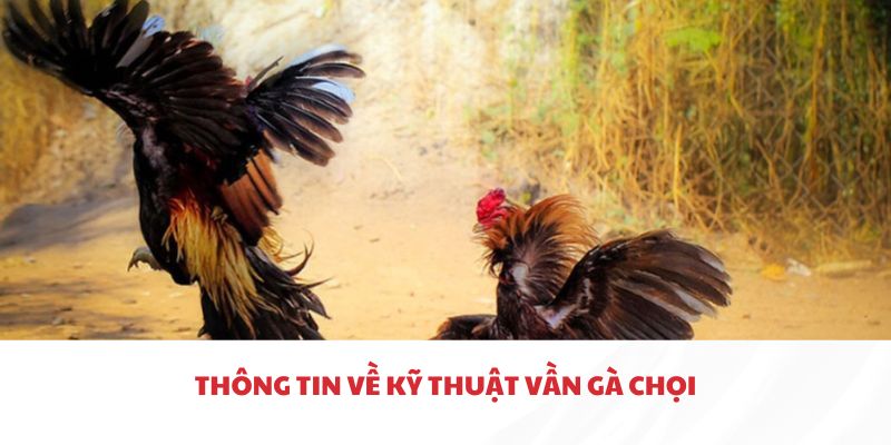 Thông tin về kỹ thuật vần gà chọi