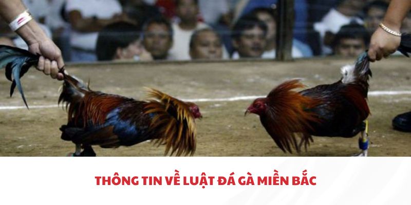 Thông tin về luật đá gà miền Bắc