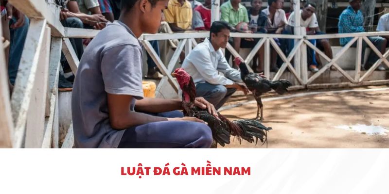 Thông tin về luật đá gà miền Nam