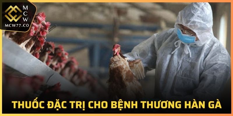 Thuốc đặc trị cho bệnh thương hàn gà