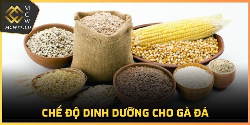 Chế Độ Dinh Dưỡng Cho Gà Đá