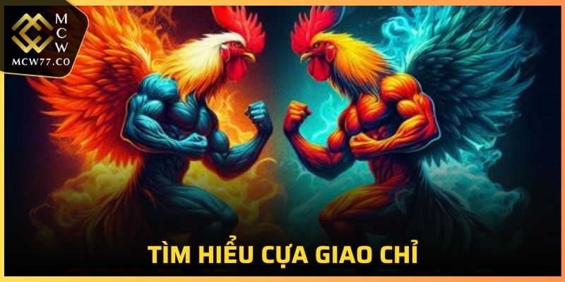 Tìm hiểu về cựa giao chỉ