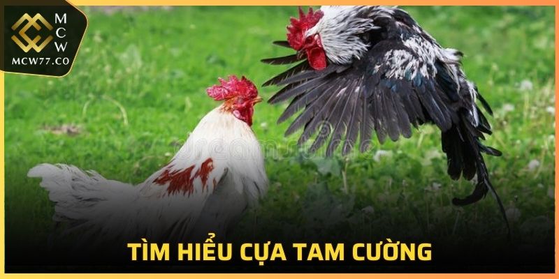 Tìm hiểu cựa Tam Cường