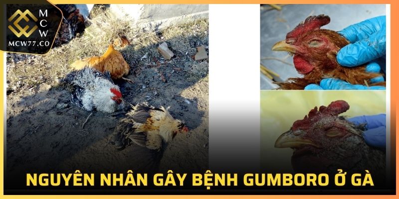 Tìm hiểu nguyên nhân gây bệnh Gumboro ở gà