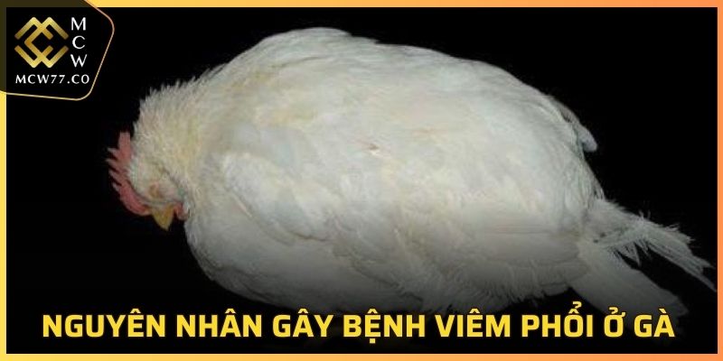 Tìm hiểu nguyên nhân gây ra bệnh viêm phổi ở gà