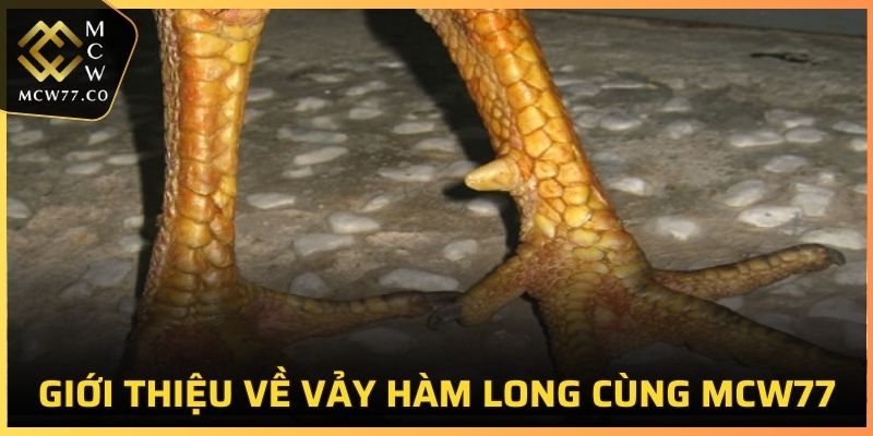 Tổng quan thông tin về vảy Hàm Long tại MCW77