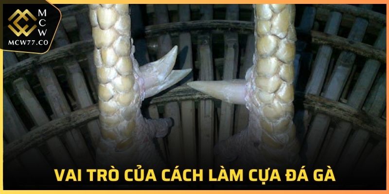 Tìm hiểu vai trò quan trọng của các cách làm cựa gà đá là gì