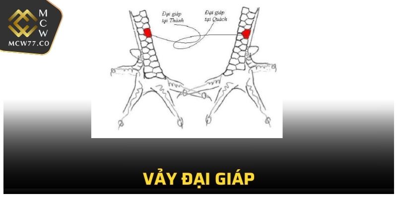 Vảy Đại Giáp