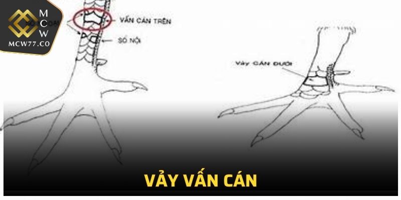 Vảy Vấn Cán