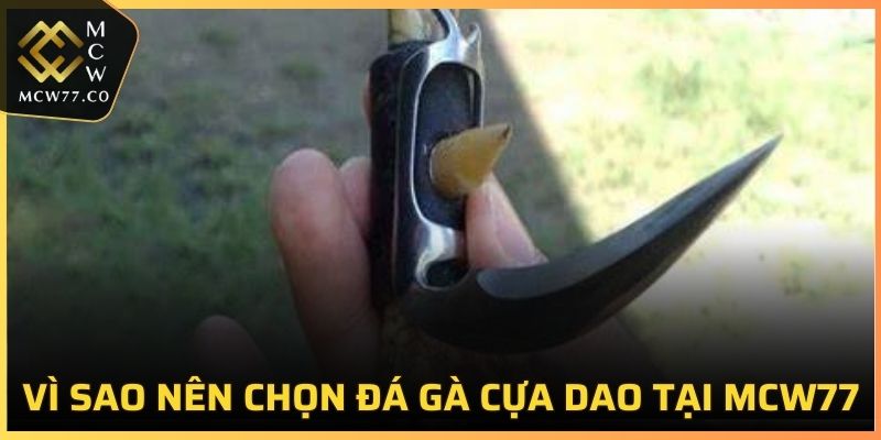 Vì sao nên chọn đá gà cựa dao tại MCW77