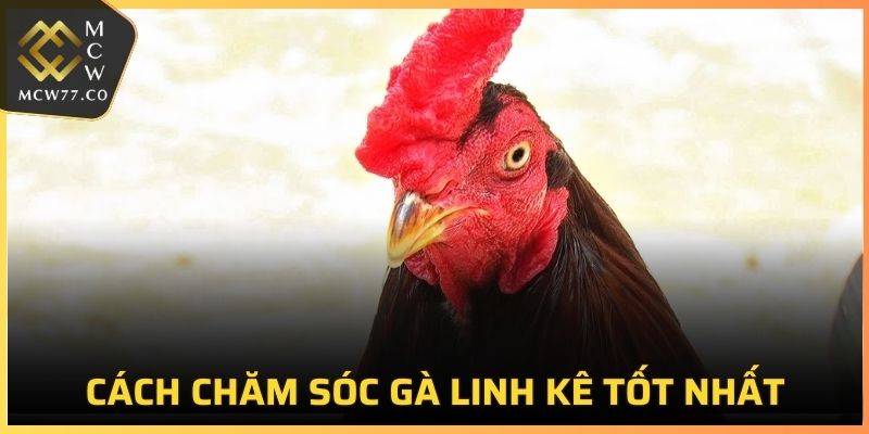 Việc chăm sóc gà linh kê đòi hỏi sự tỉ mỉ và kỹ lưỡng