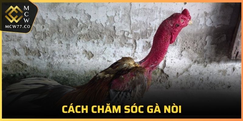 Việc chăm sóc gà nòi đòi hỏi sự tận tâm và kỹ lưỡng