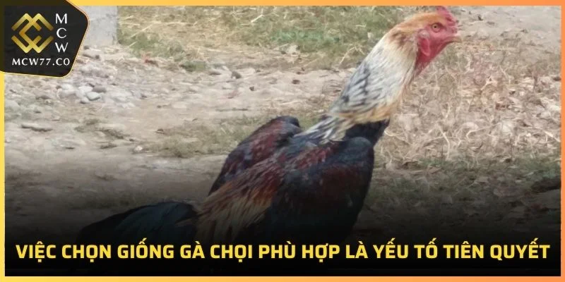 Việc chọn giống gà chọi phù hợp là yếu tố tiên quyết